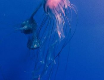 Kliho Experimental Chill