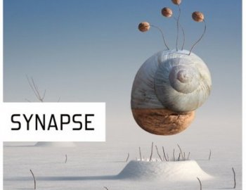 Pulsed Records Synapse