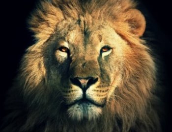 SHARP Kings Of Tech House