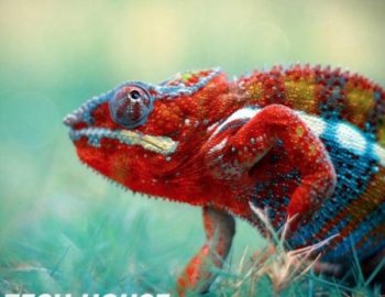 SHARP Tech House Creatures