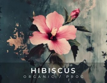 Zenhiser Hibiscus - Organic / Progressive
