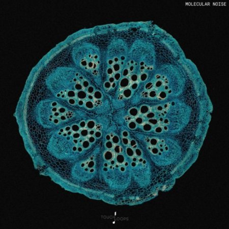 Touch Loops Molecular Noise